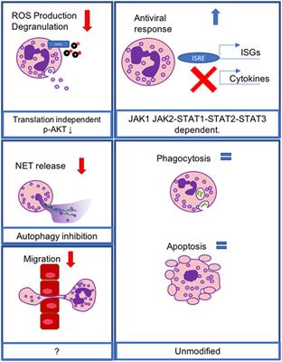 Frontiers Interferon IFN Takes the Helm Immunomodulatory